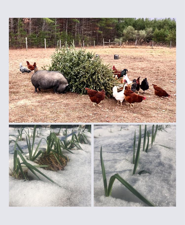 Winter At Kallan Farm