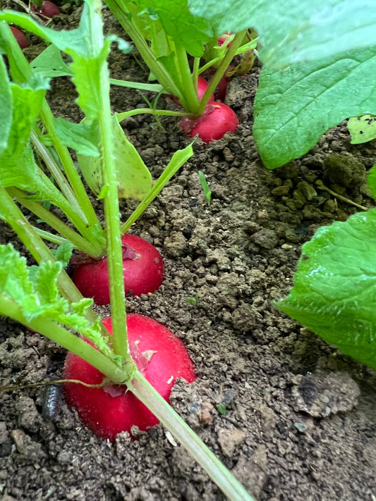 Online store open and First Market!