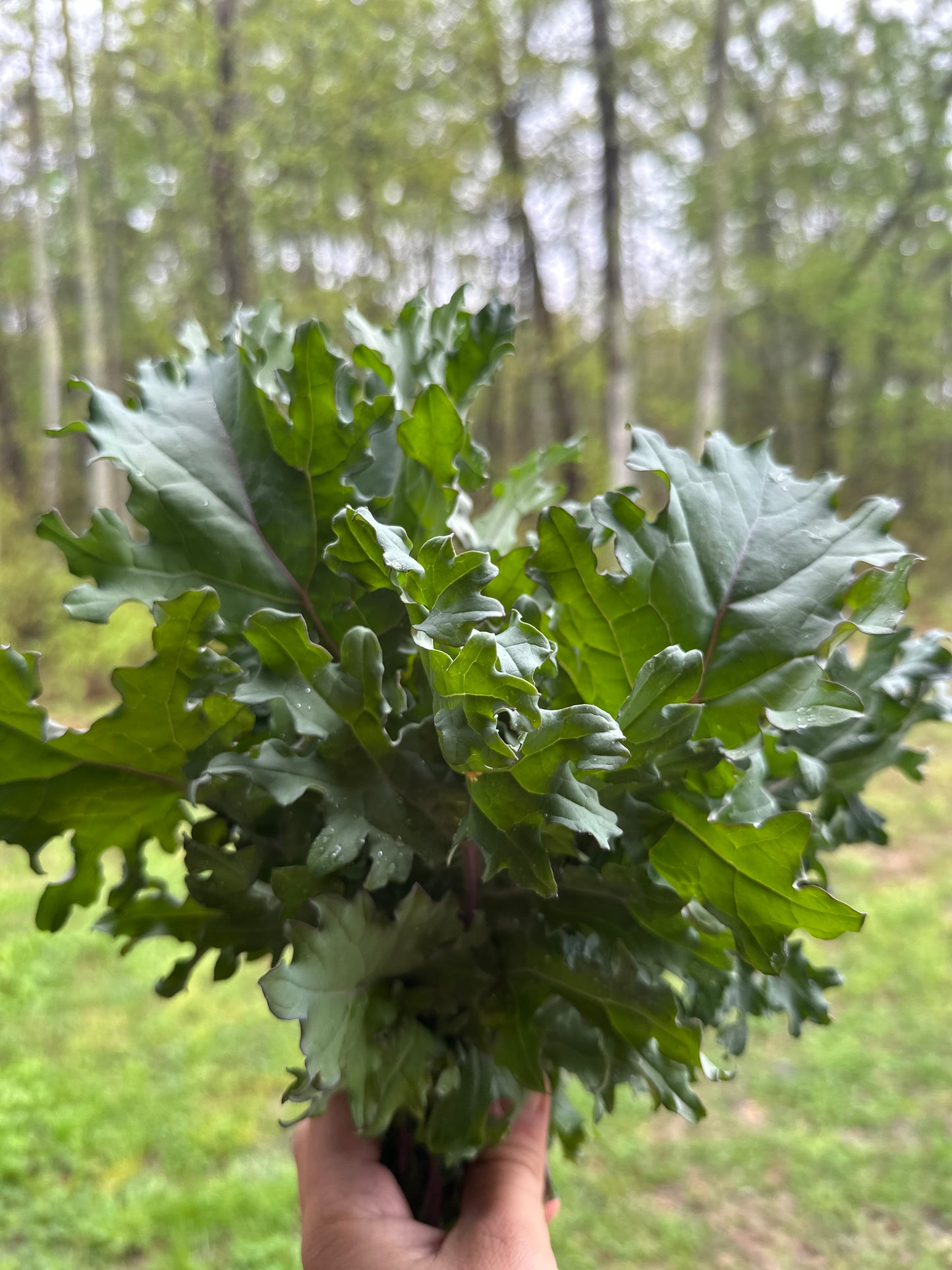 Kale bundle
