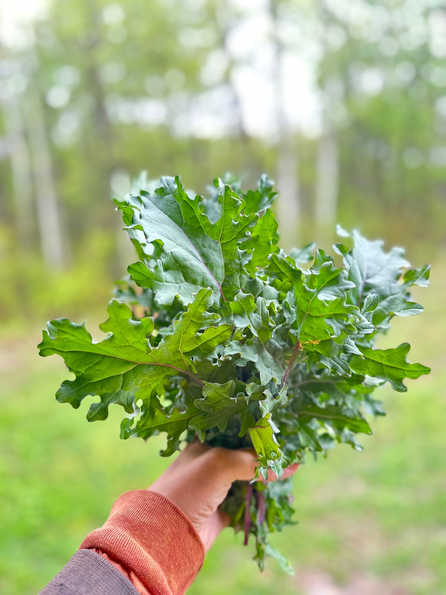 Kale bundle