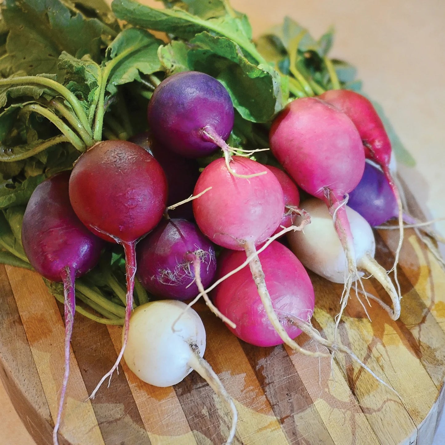 Easter Egg Radish