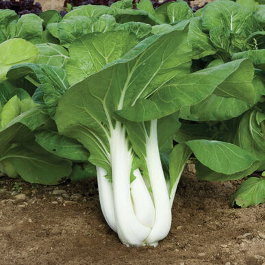 Pac Choi