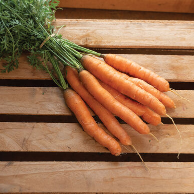 Aranka Carrot