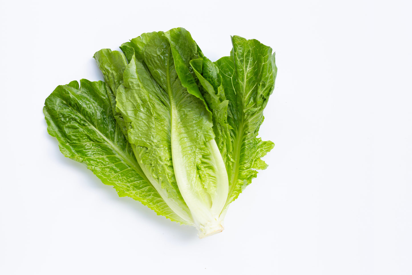 Romaine Lettuce