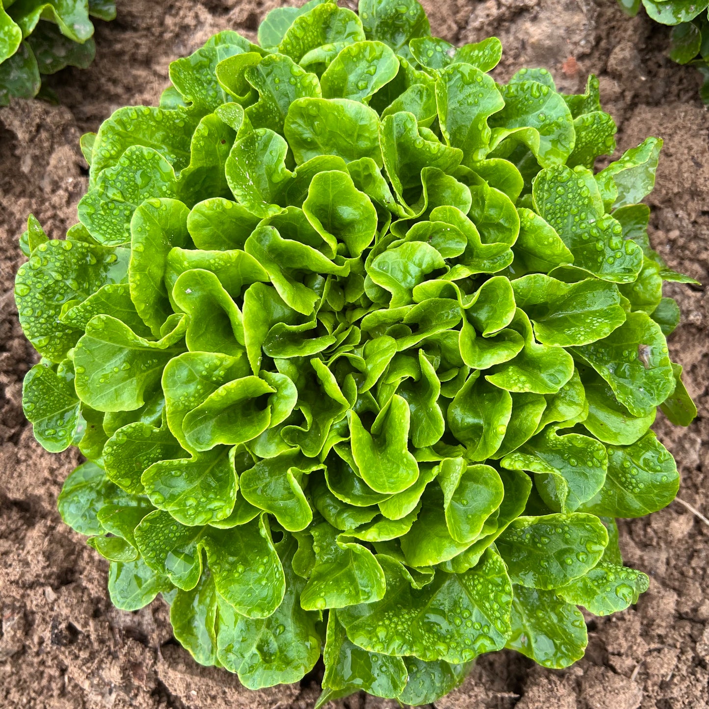 Salanova® Lettuce Heads
