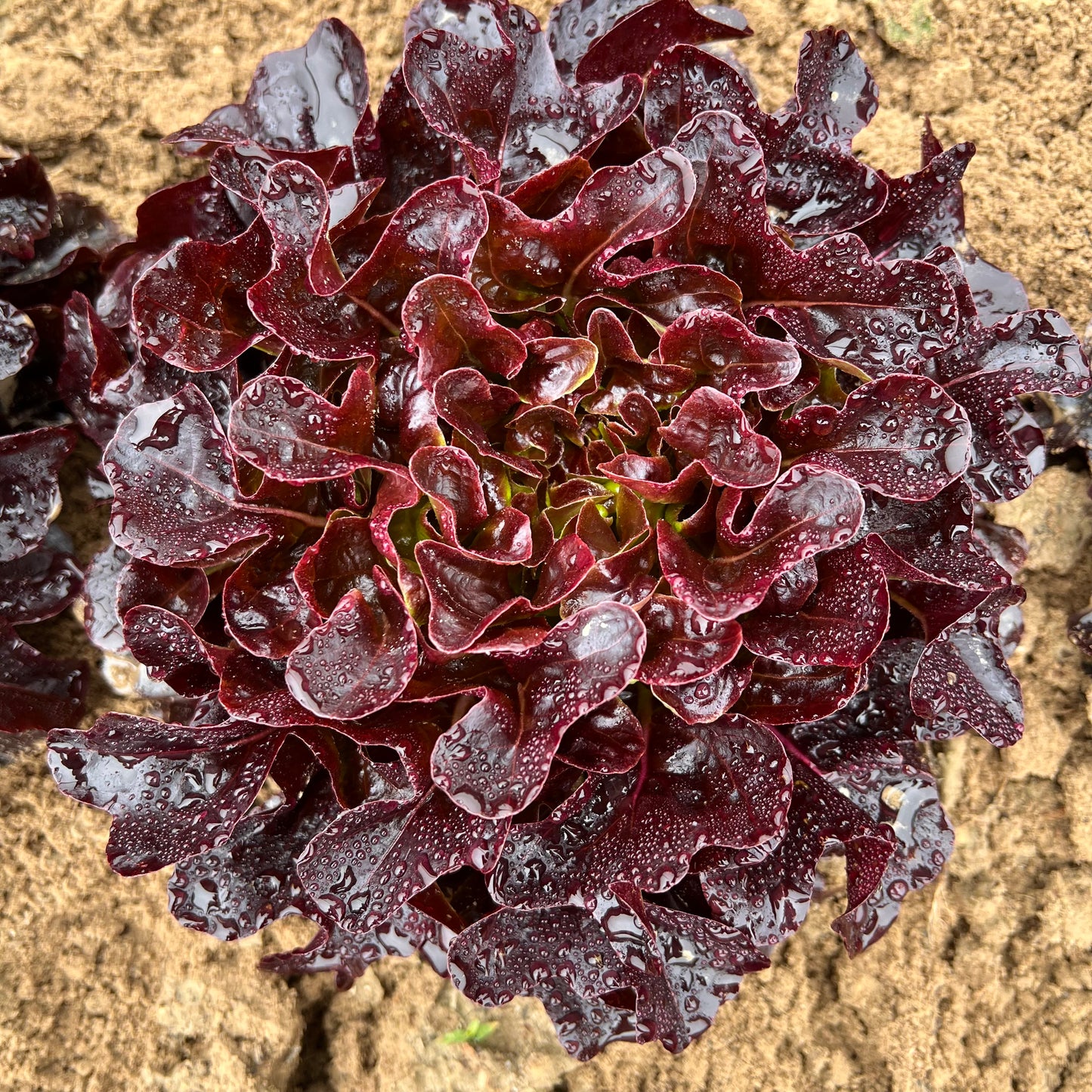 Salanova® Lettuce Heads