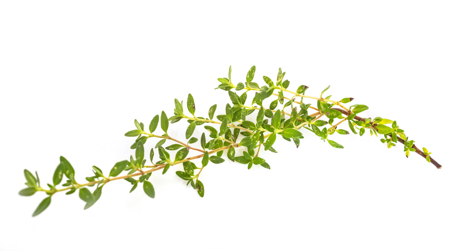 Thyme