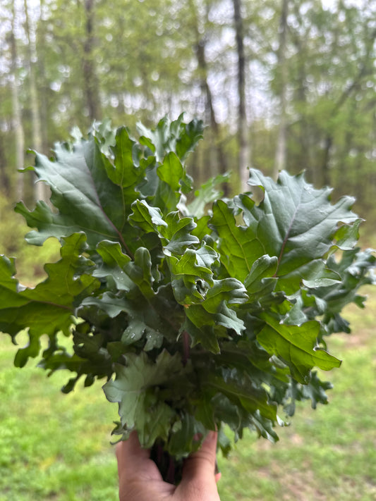 Kale bundle