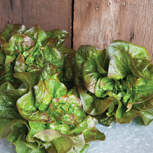 Bibb lettuce heads