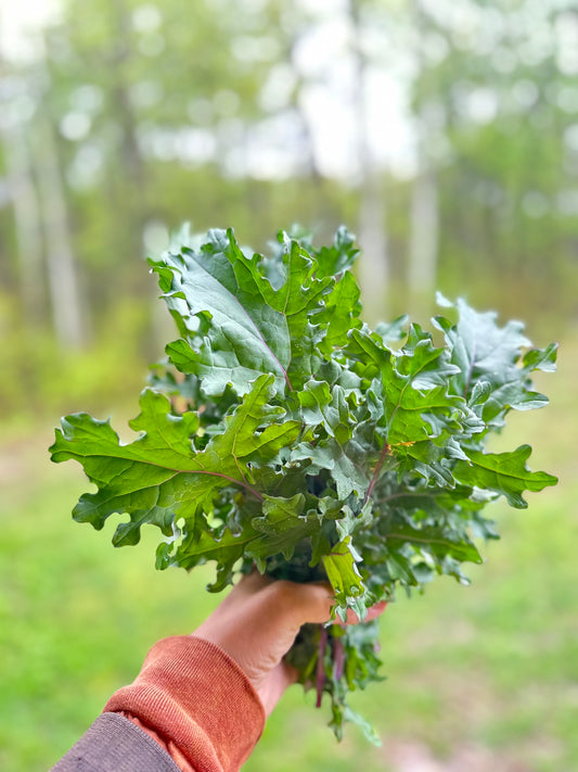 Kale bundle