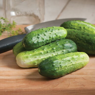 Pickling Cucumbers