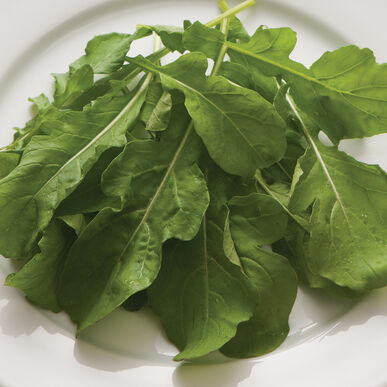 Arugula