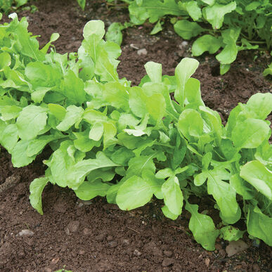 Arugula