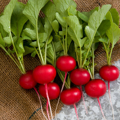 Rover Radish