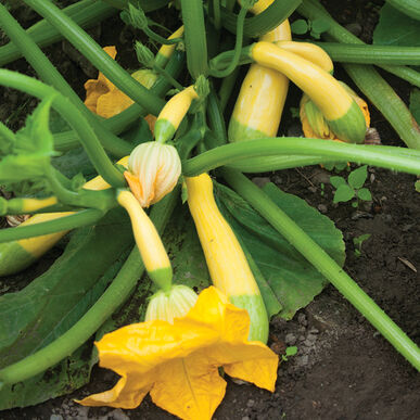 Zephyr Squash