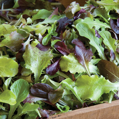 Allstar Lettuce Mix