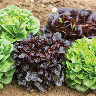 Salanova® Lettuce Heads
