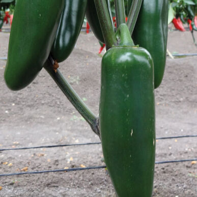 JalapeƱo Pepper