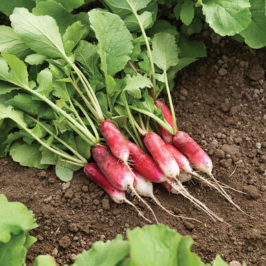 French Breakfast Radish
