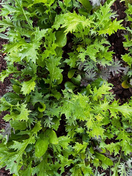 Sweet and Spicy Greens Mix