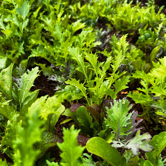 Sweet and Spicy Greens Mix