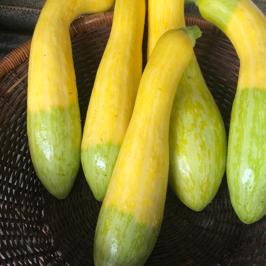 Zephyr Squash