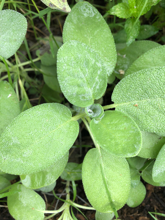 Sage