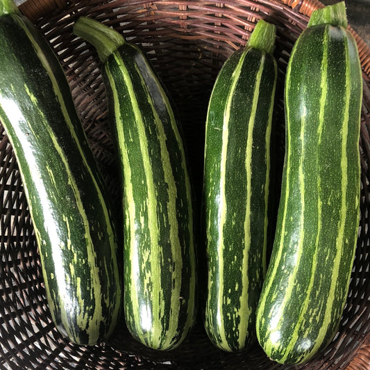 Safari Zucchini