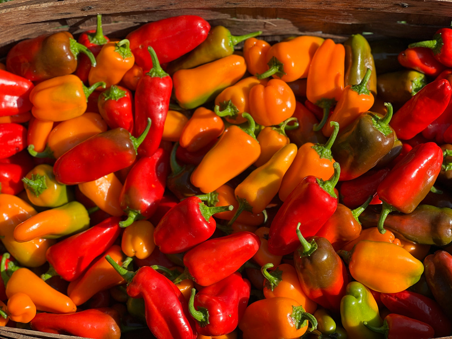 Lunch Box Peppers