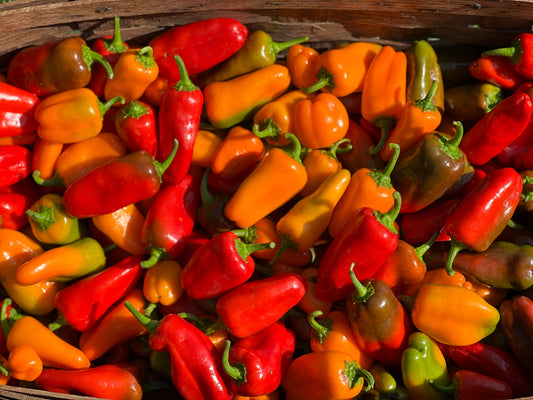 Lunch Box Peppers