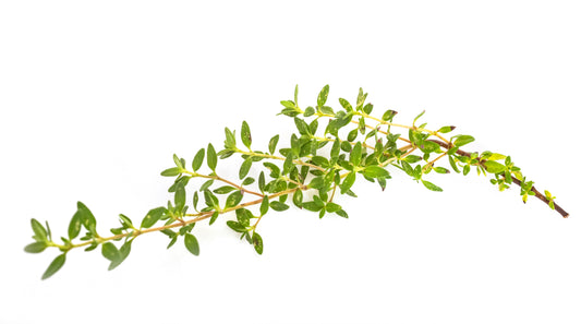 Thyme